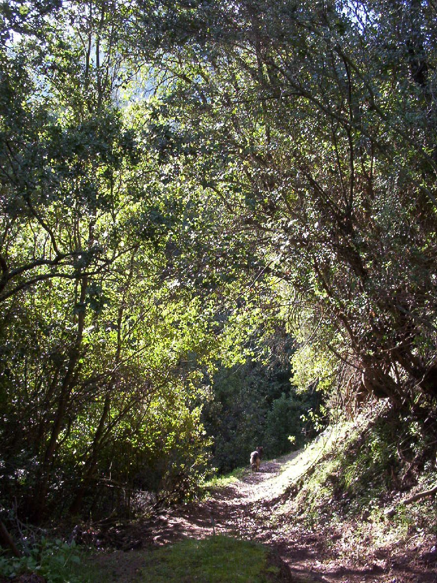 a dirt road near many trees on both sides of it