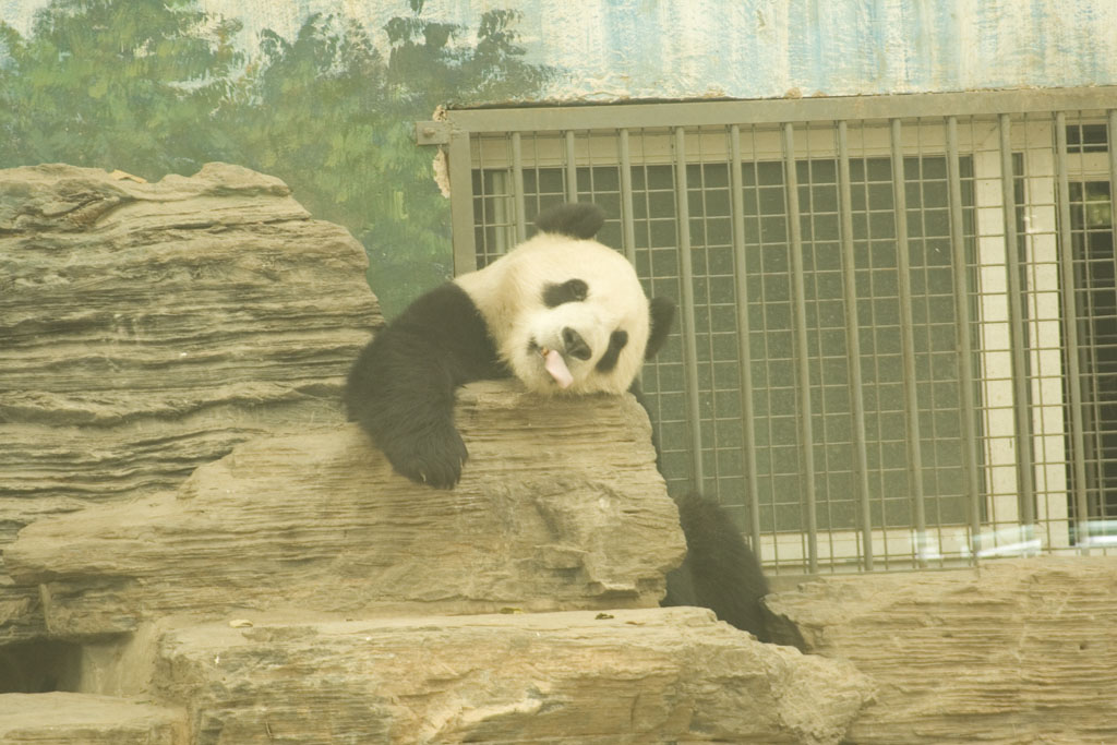 the panda is laying down on the rock