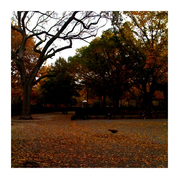 park with trees in the fall and benches near by