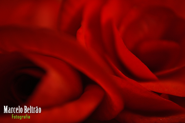 closeup view of a rose on the stem