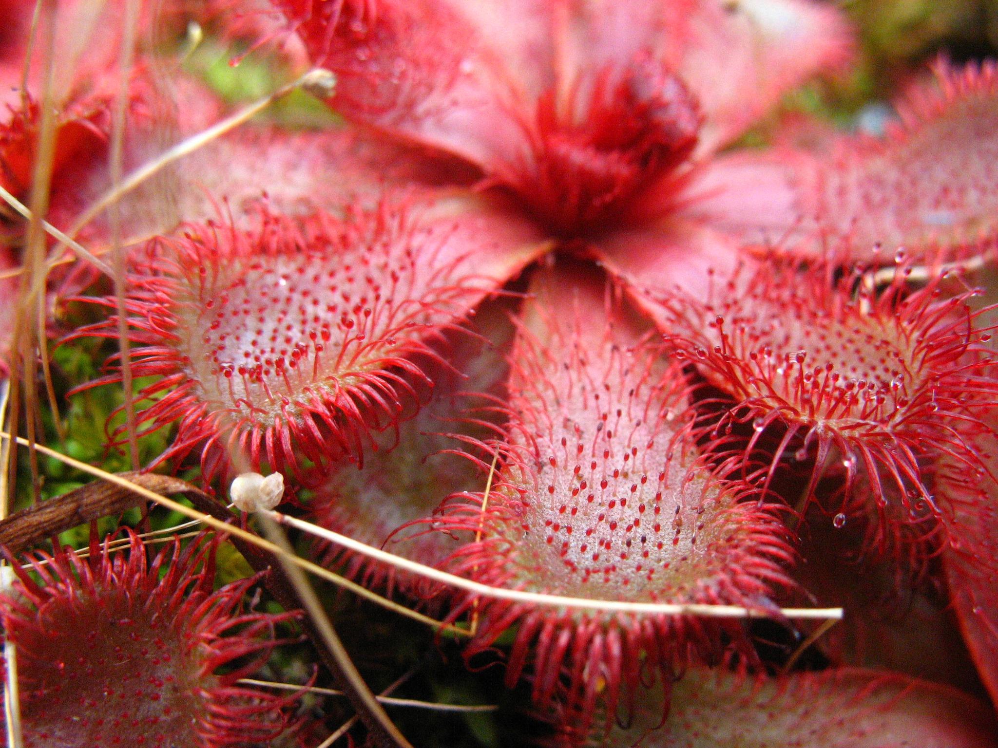 some red flowers with green stems and grass