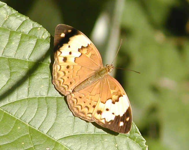 a erfly is sitting on the top of a green leaf