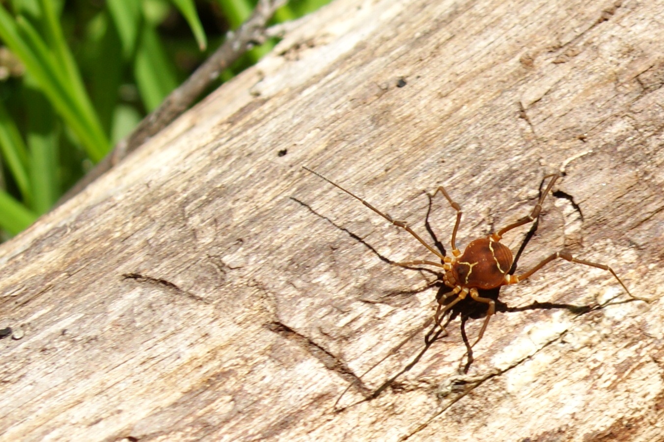 the spider is on a tree limb outside