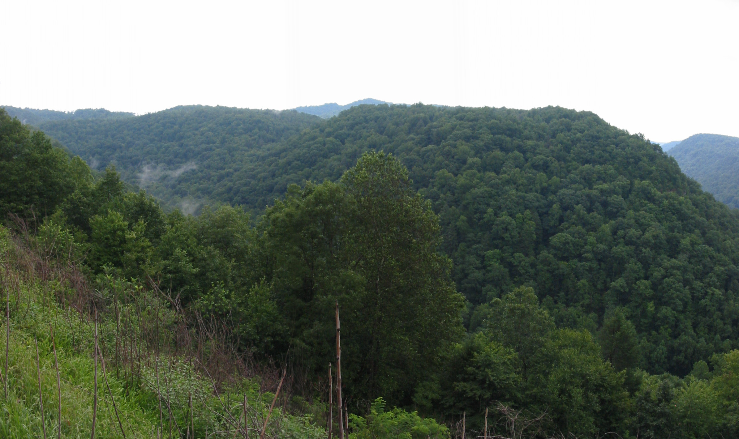 the mountain side is covered with trees and grass