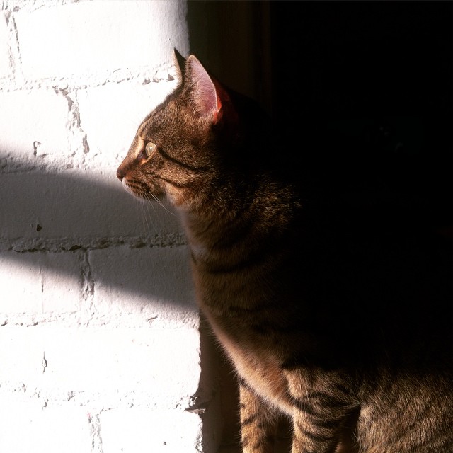 a cat that is standing near a window