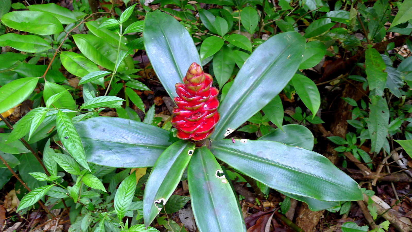 a red and white flower in a green plant