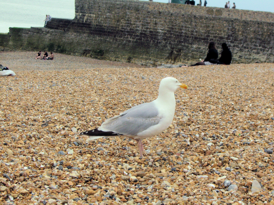 a seagull walking on a crowded sandy beach