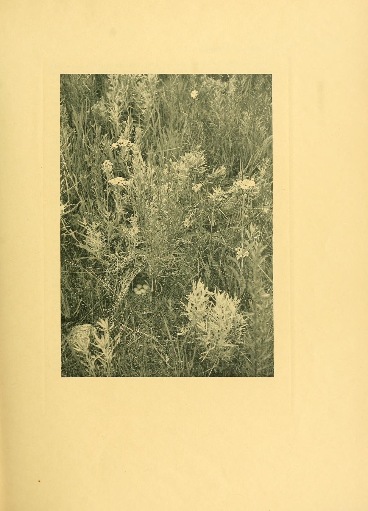 a group of flowers in the grass near each other