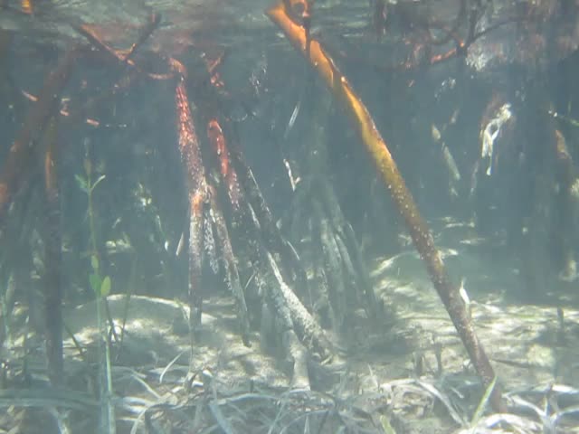 a group of small fish swim through the water