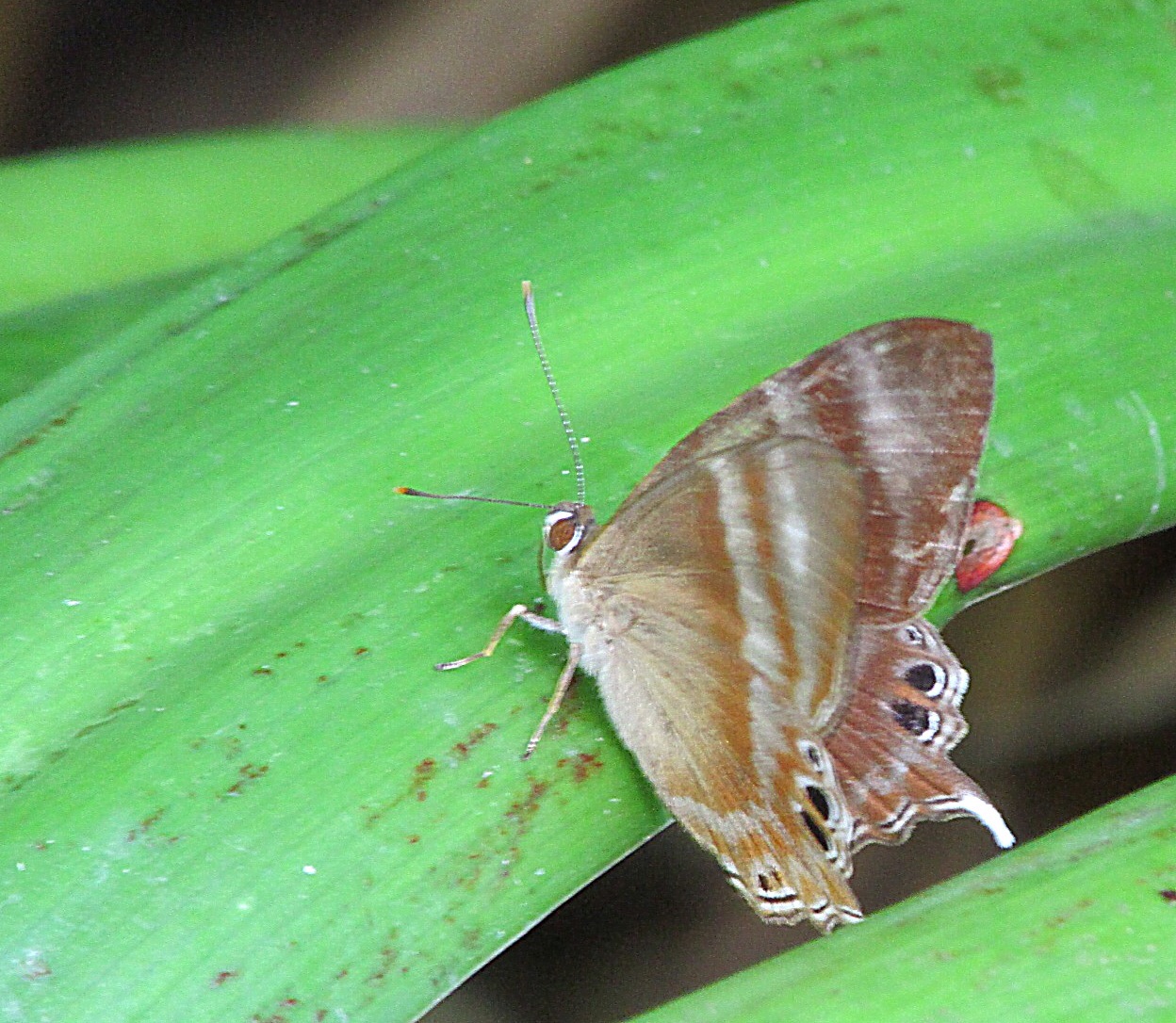 a moth sitting on a blade of grass