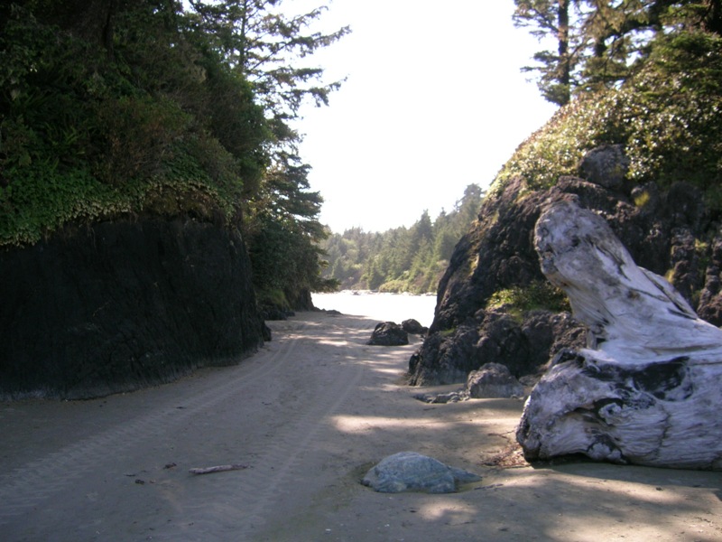 an old tree stump lying on the side of the road