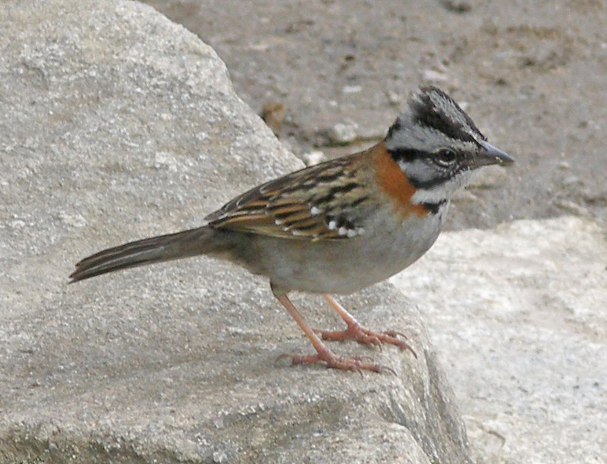 a little bird standing on some rocks in the sun