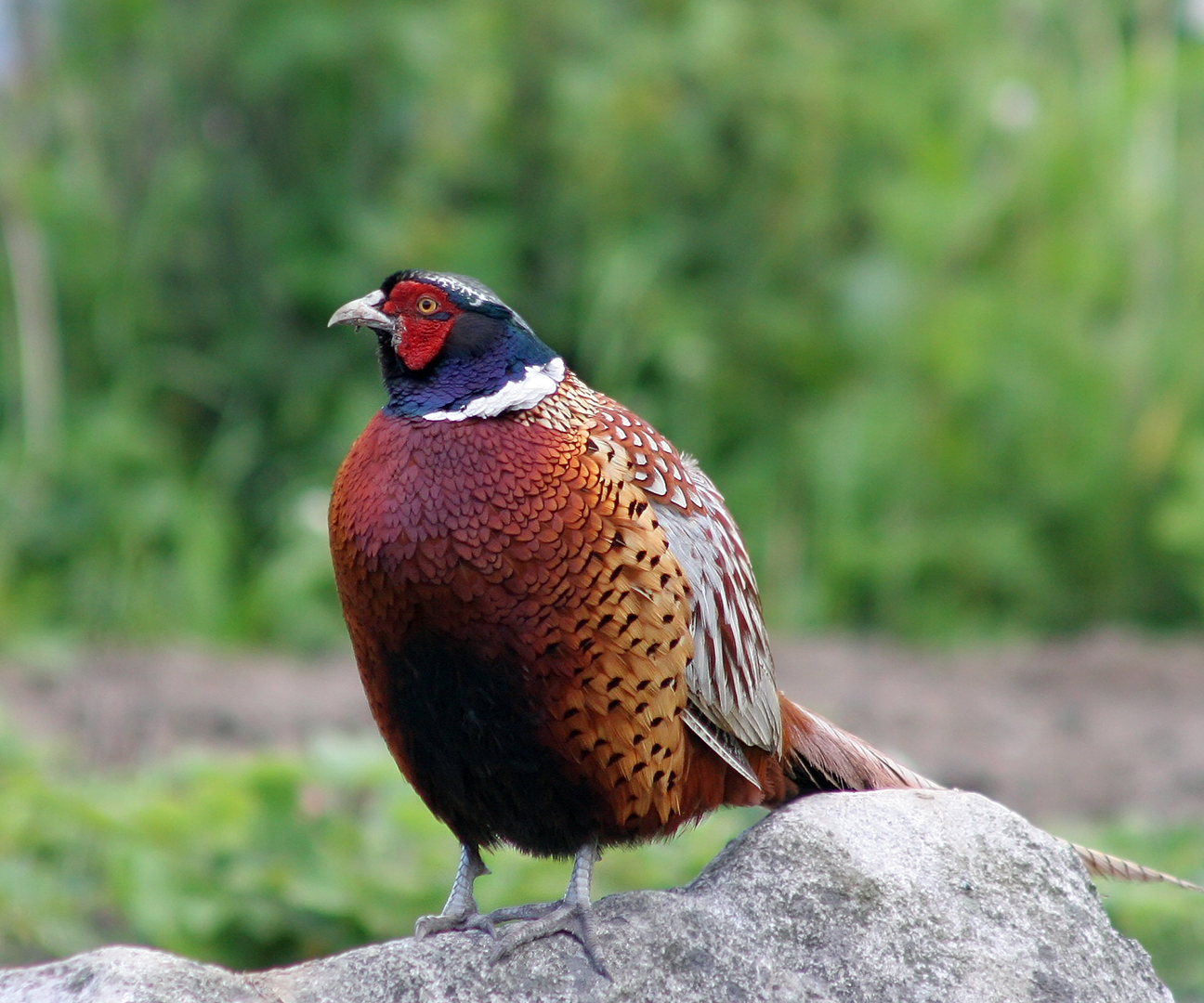 colorful bird with brown and blue feathers sitting on top of a rock
