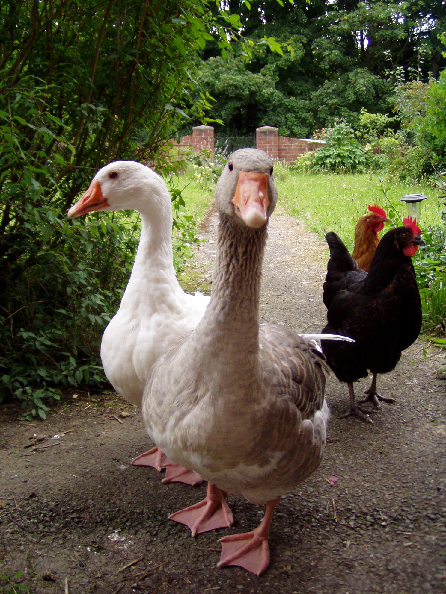 four geese walking around on a path
