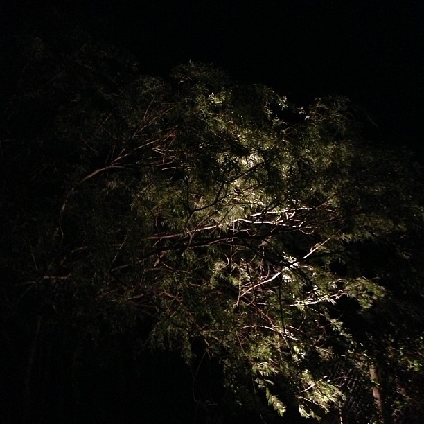 night lights on trees near a bench with no lights in it