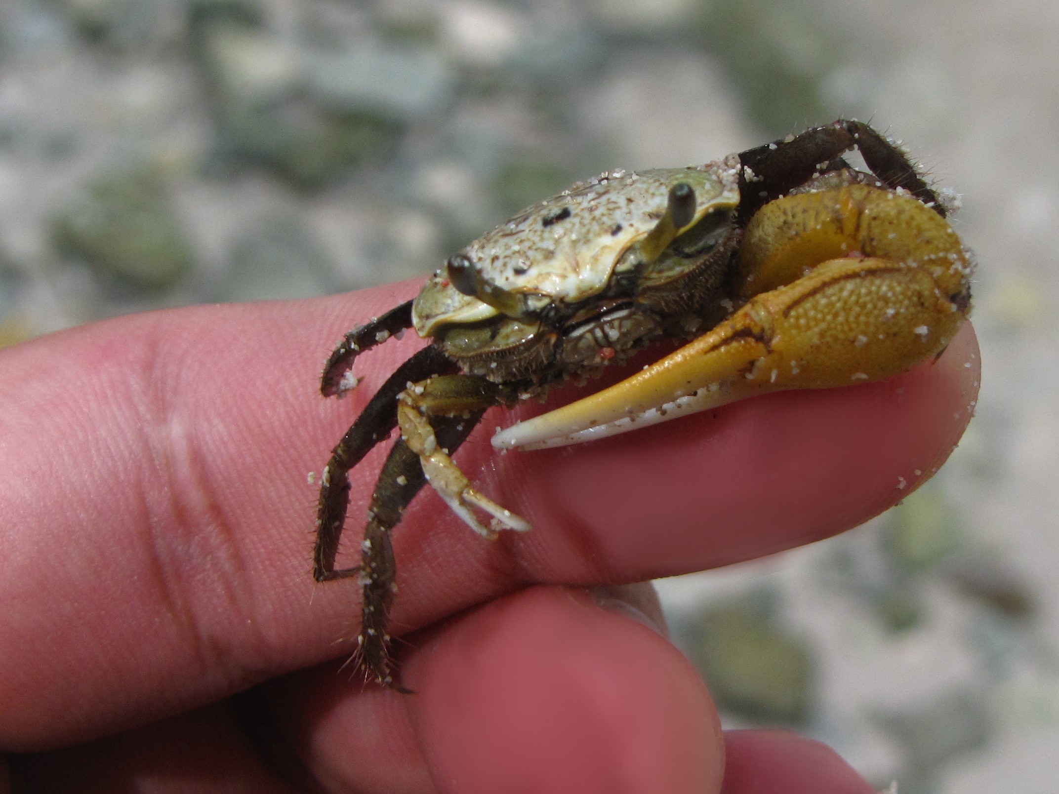 a hand holding a crab with a large yellow belly
