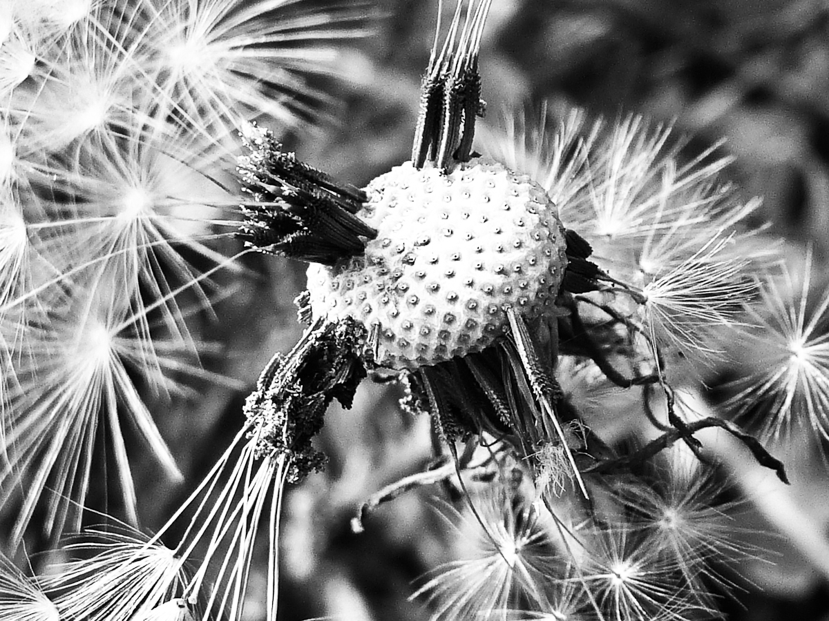 black and white po of dandelions on field