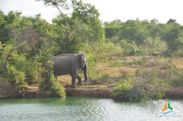 an elephant standing in the grass near some water