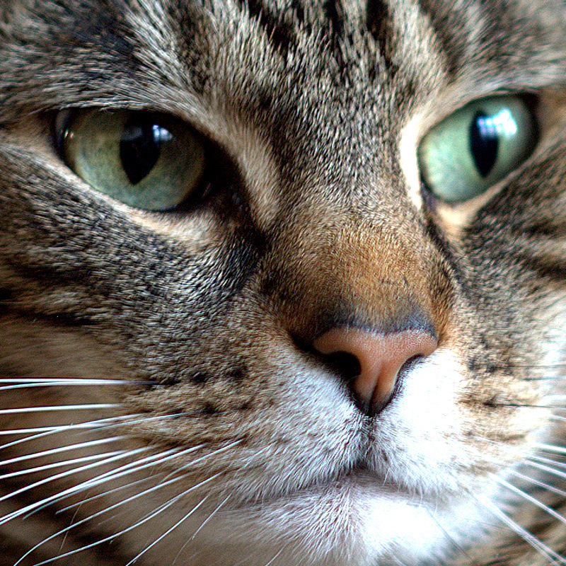 a close up view of a gray tiger cat