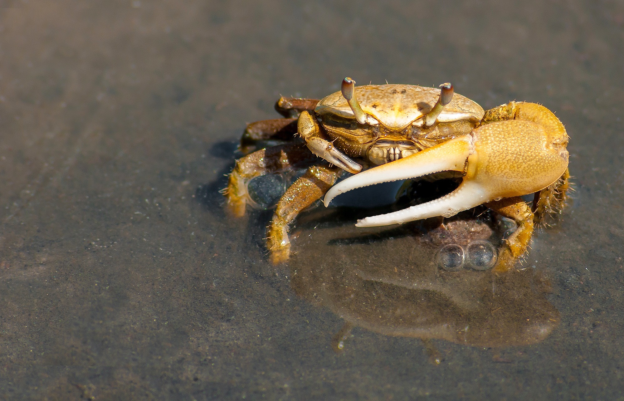 a crab with two claws in a river