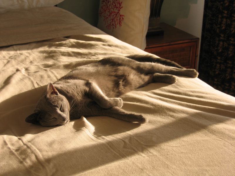 a grey and white cat is sleeping on a bed