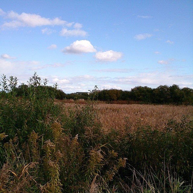 field of grass and brush with bushes on each side