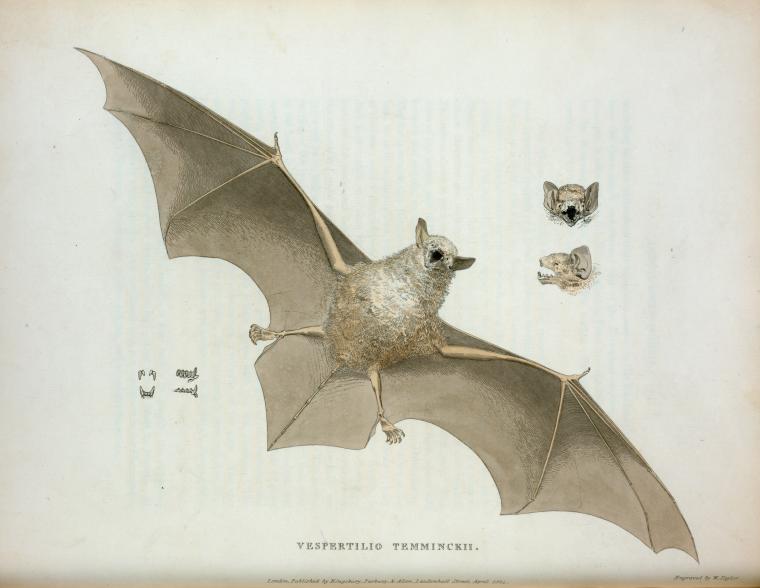 a drawing of a bat that is upside down