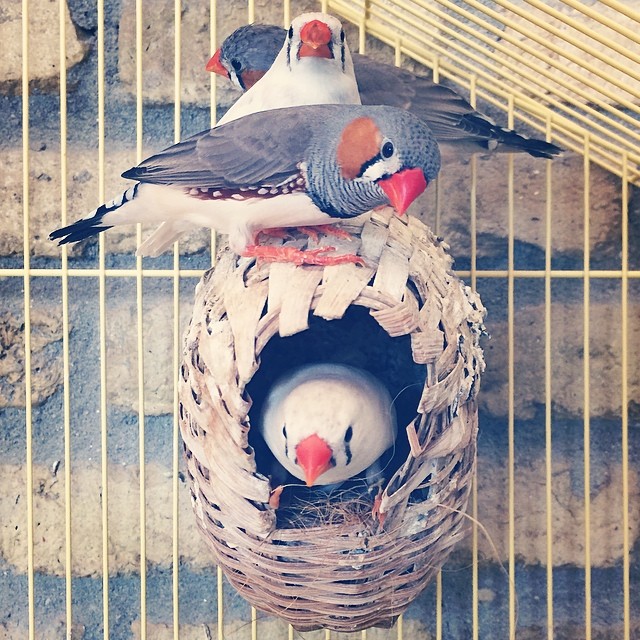 a bird feeder with three birds in it