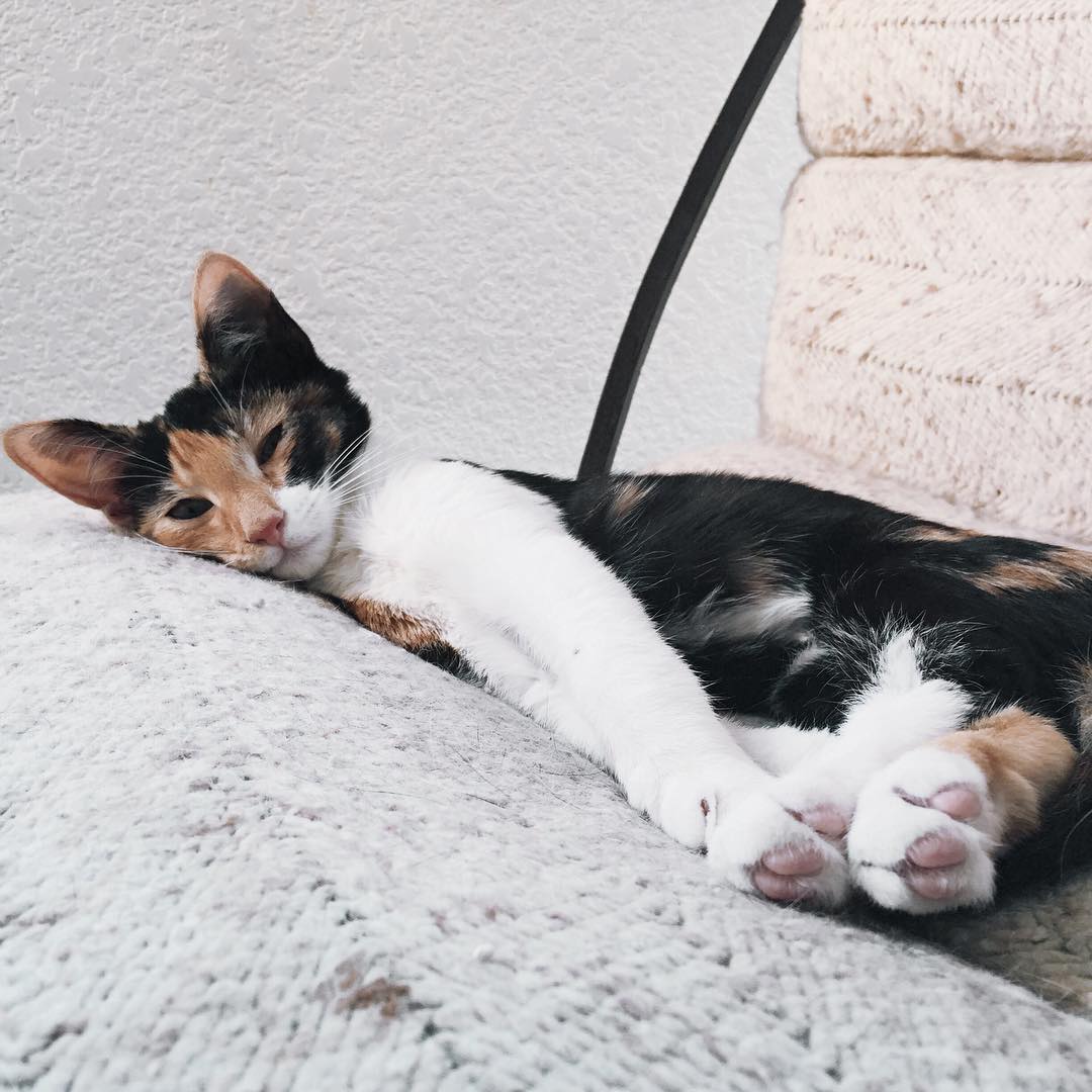 an orange, black and white cat is sleeping on the couch