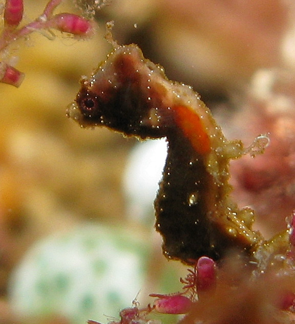 seahorse with seaweed in its habitat during the day