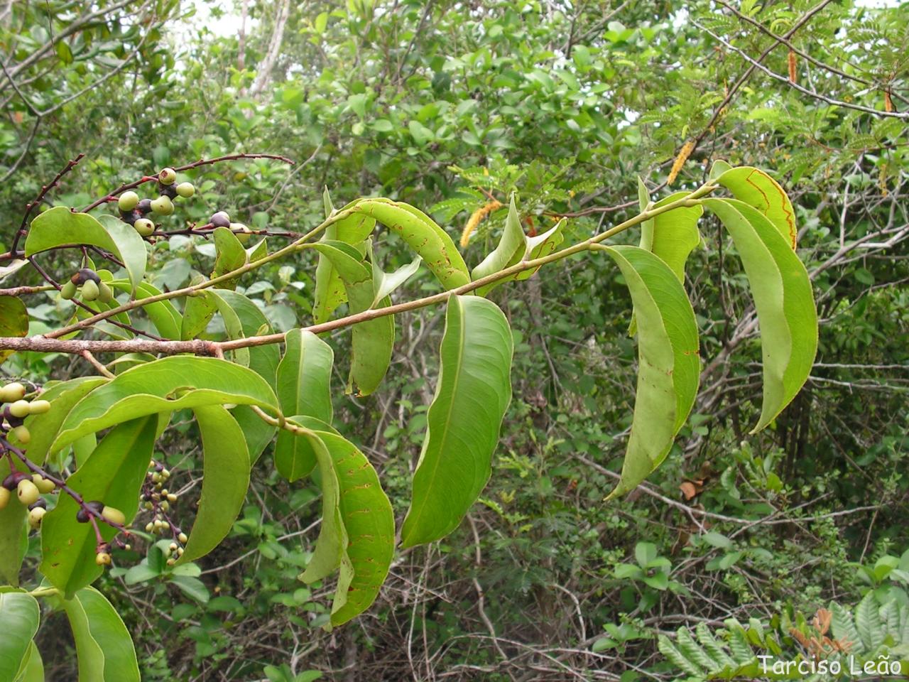 some green plants and some white berries on the tree