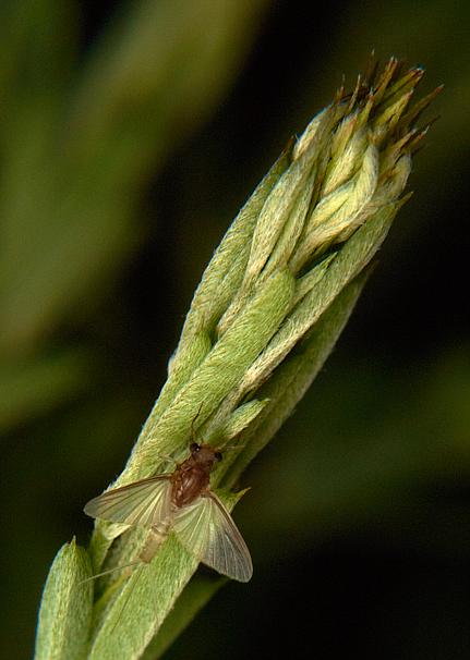 an insect rests on a flower bud or stalk