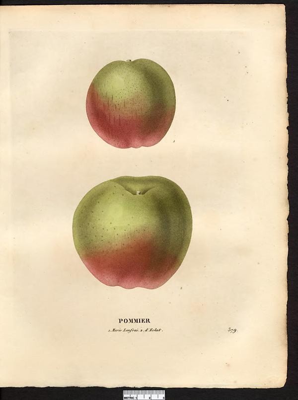 an old fashioned print showing two peaches