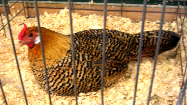 the large chicken is sitting inside its cage