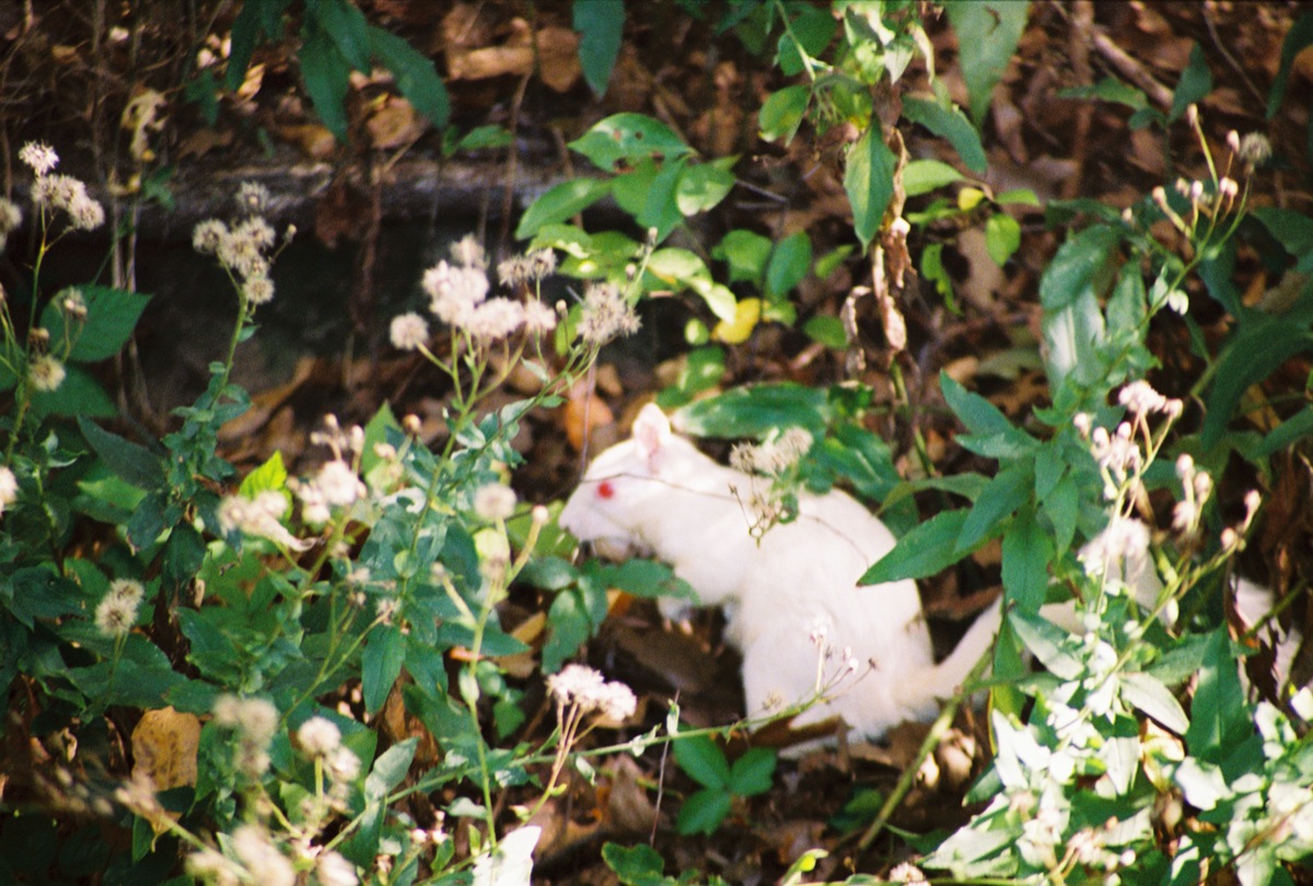 a cat sitting in the forest surrounded by plants