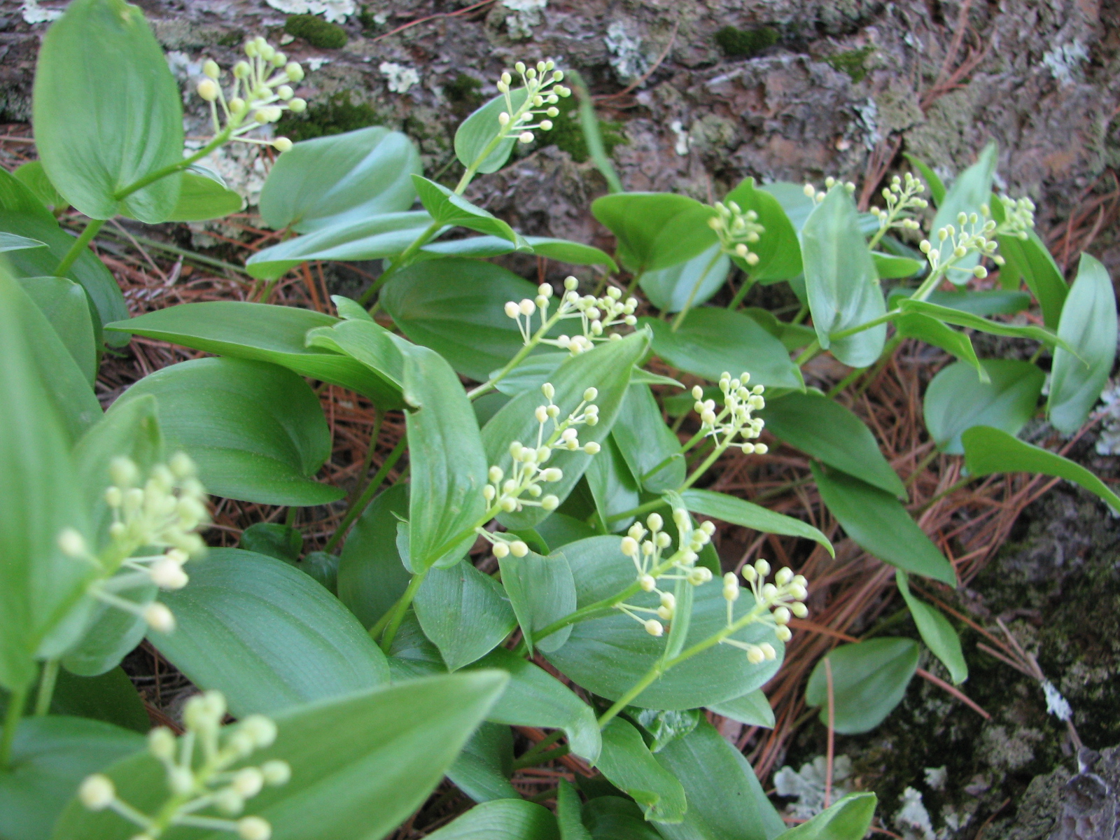 plants are blooming close together in the forest