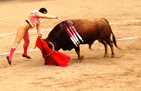 a man is trying to pick up a steer