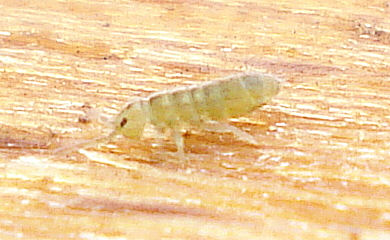 a green centrigere walking on top of a brown wood floor