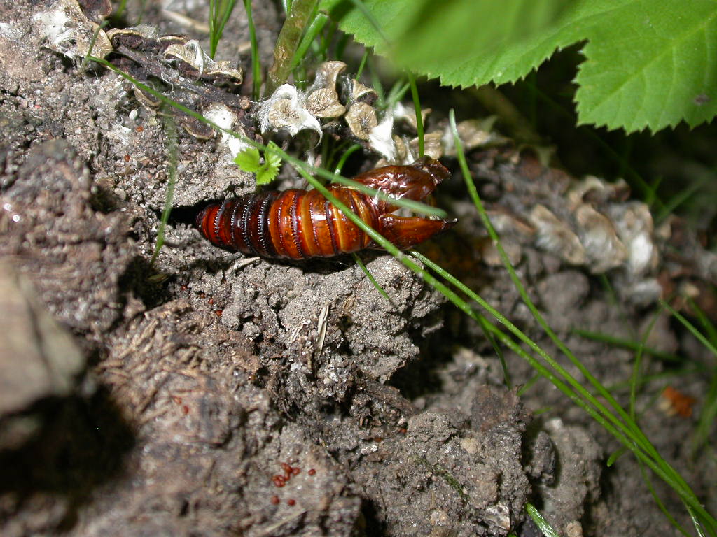 an insect sitting on a rock next to a plant