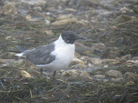 a small black and white bird on the grass and rocks