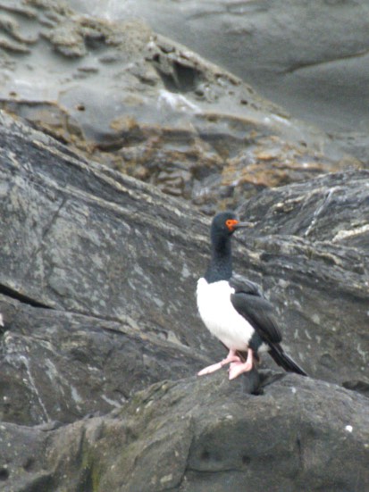 black and white bird sitting on large rocks