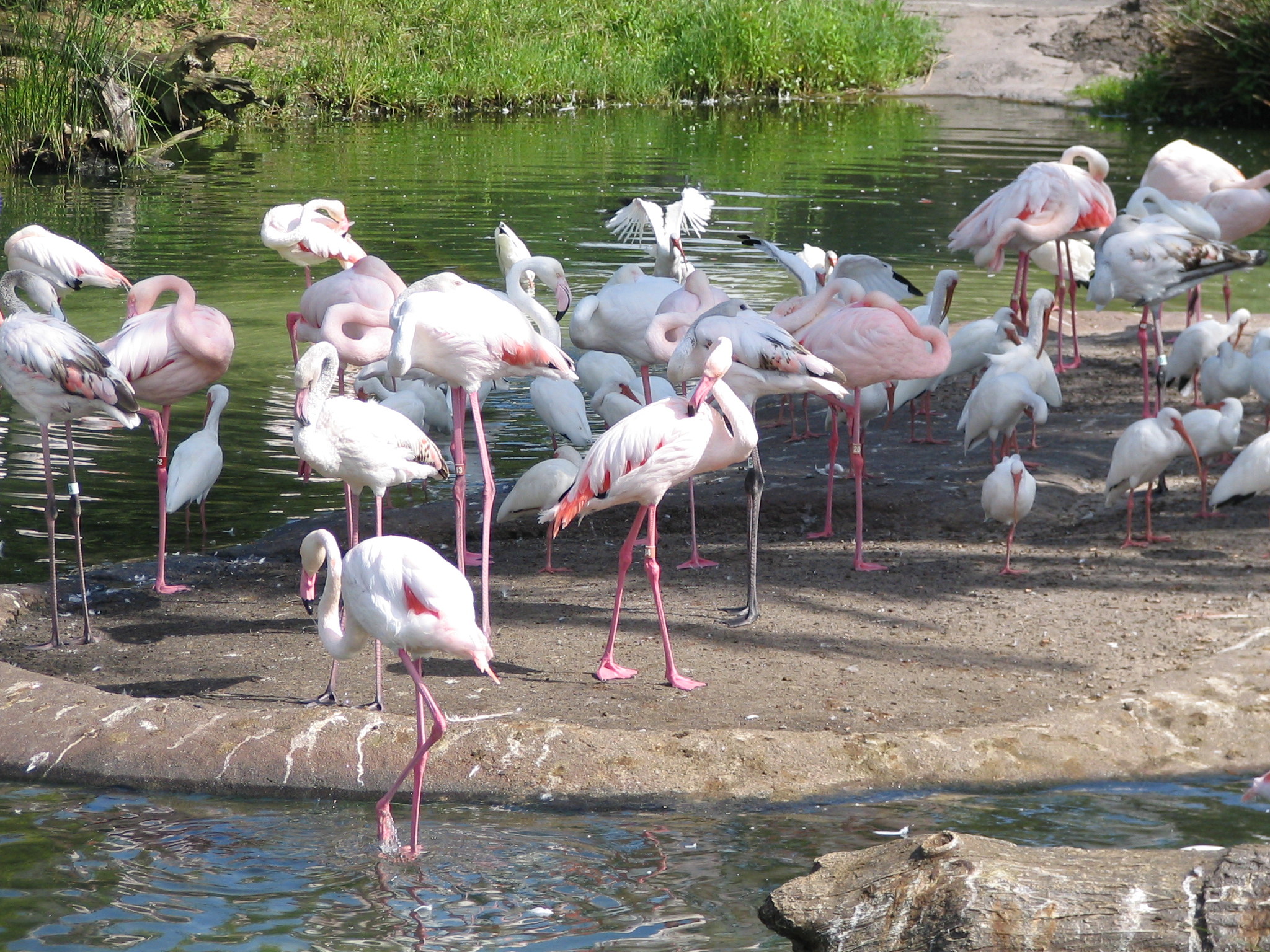 a flock of flamingos standing in a pond filled with water