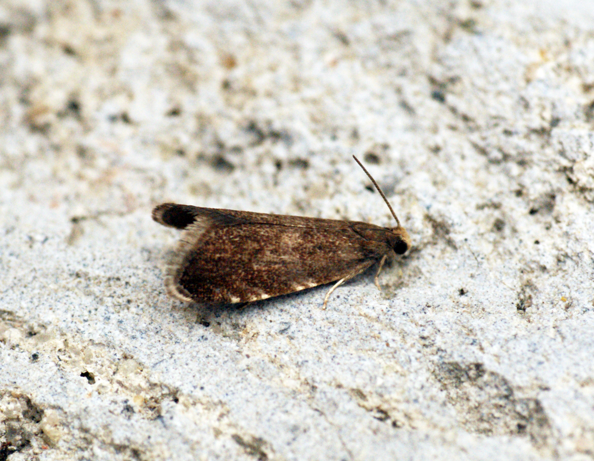 a brown and black insect laying on the ground