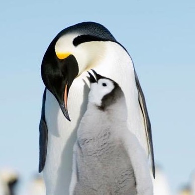 two penguins standing up together with each other
