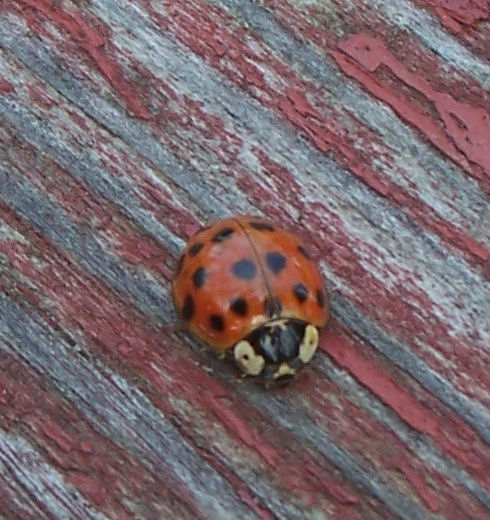 a lady bug crawling on top of a piece of wood