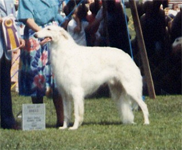 a large white dog standing on top of a green field