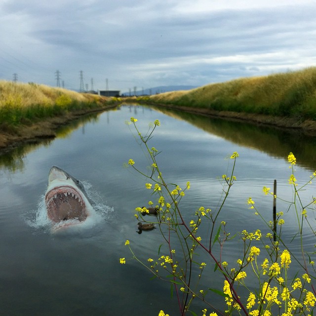 a shark swims through the water beside wildflowers