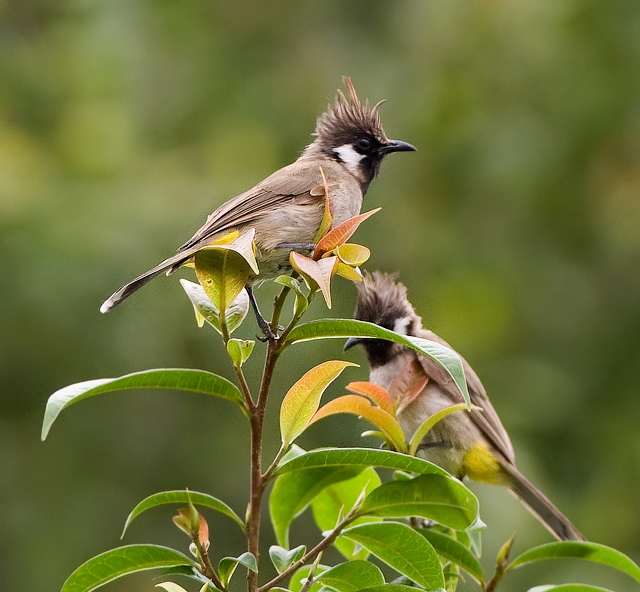 a pair of birds perched on a green tree
