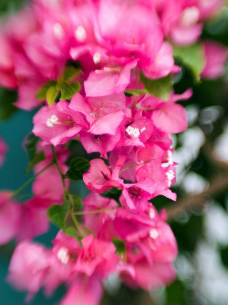 a closeup of pink flowers in a vase