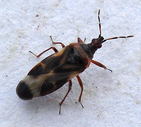 a brown and black bug crawling on the floor